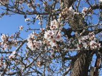 Mandelbl�te auf Mallorca